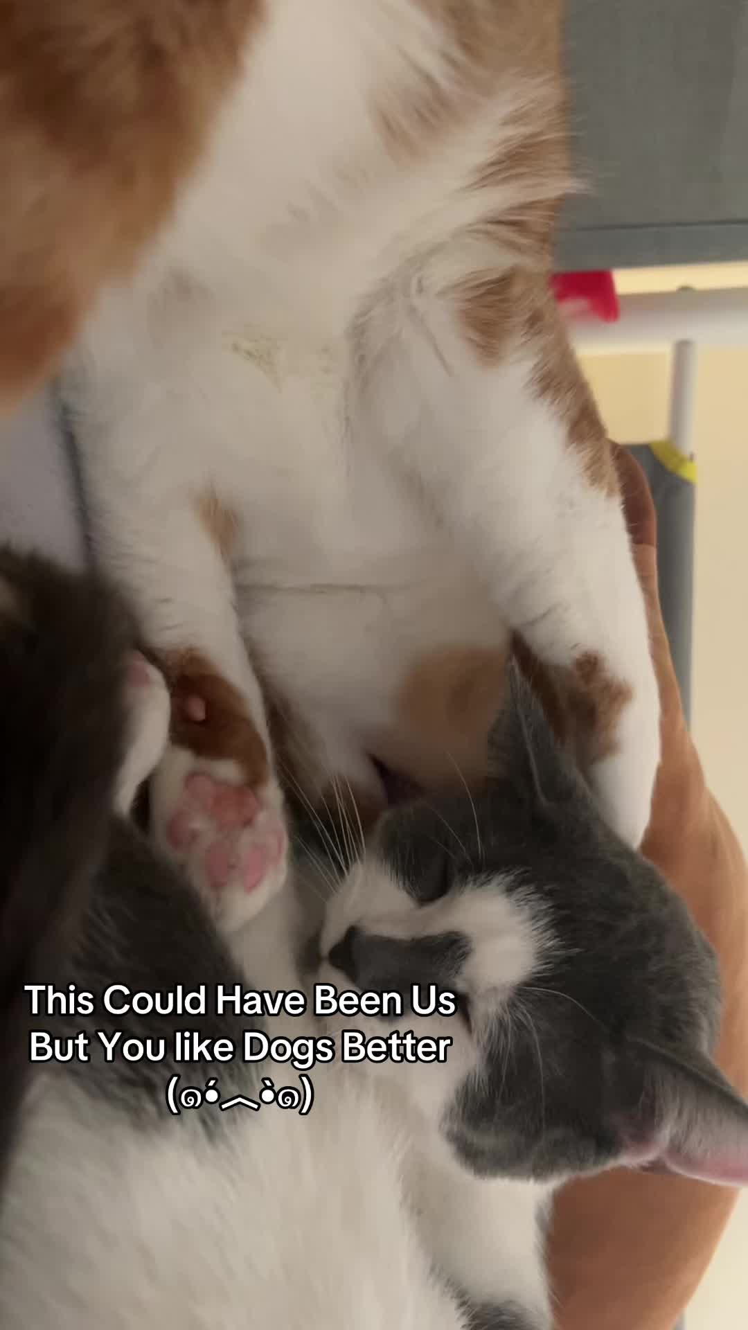 @🐈&zwj;⬛