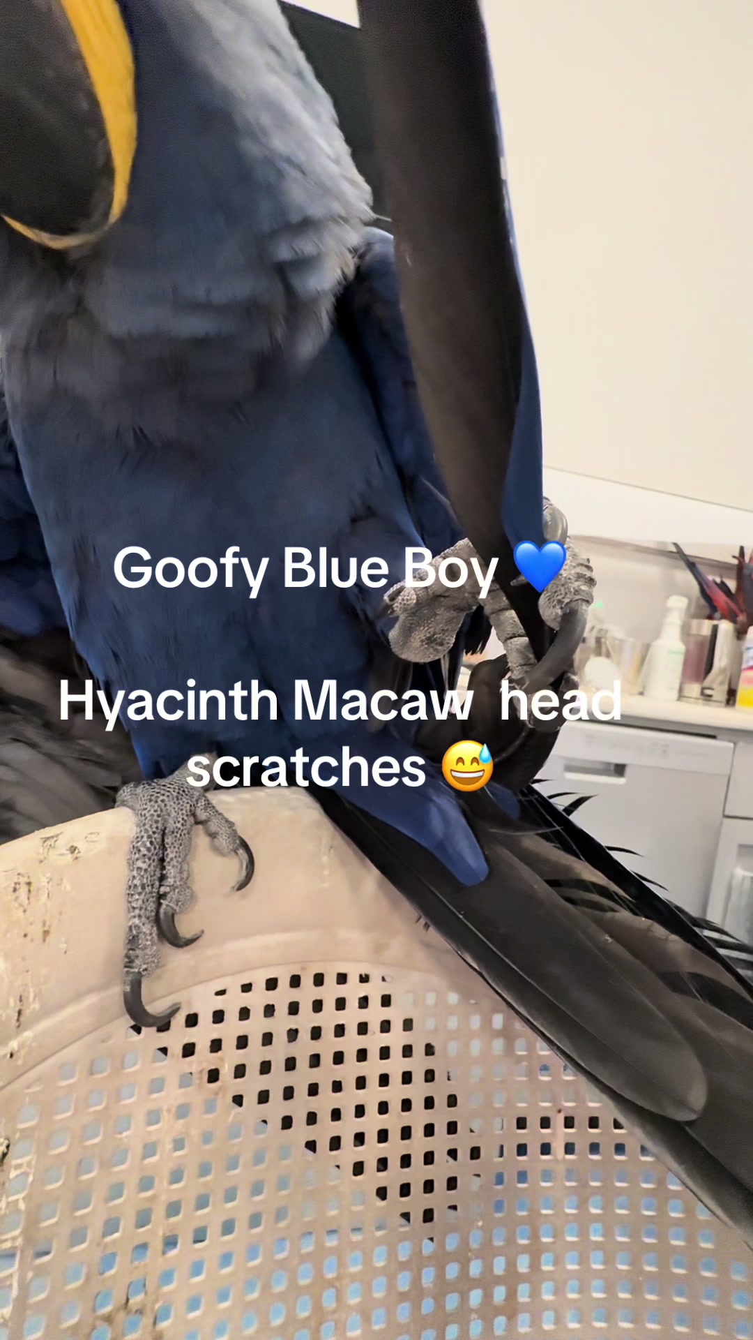 @Royal Bird Lady 💙