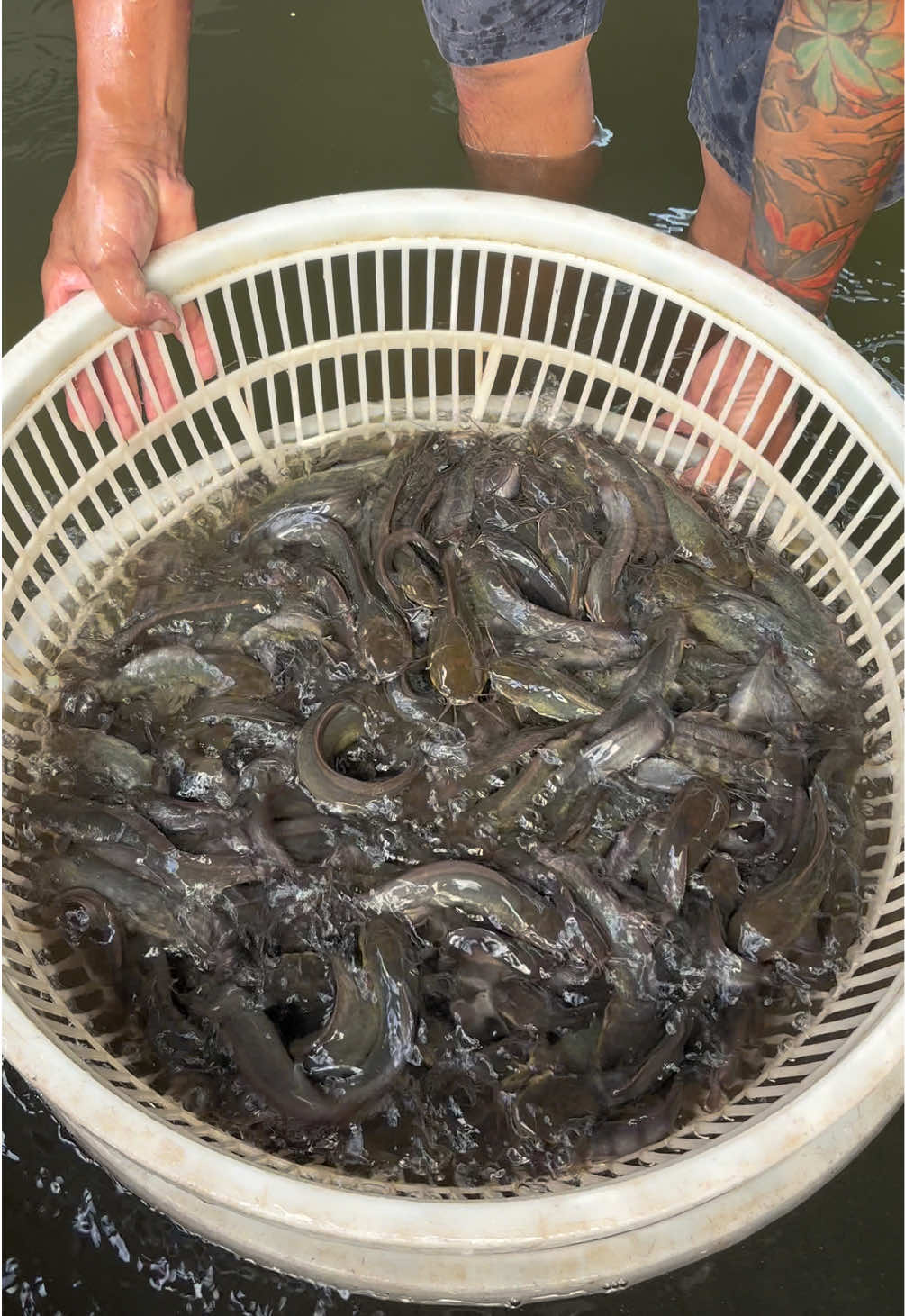 @Trại C&aacute; Giống Quang L&acirc;m