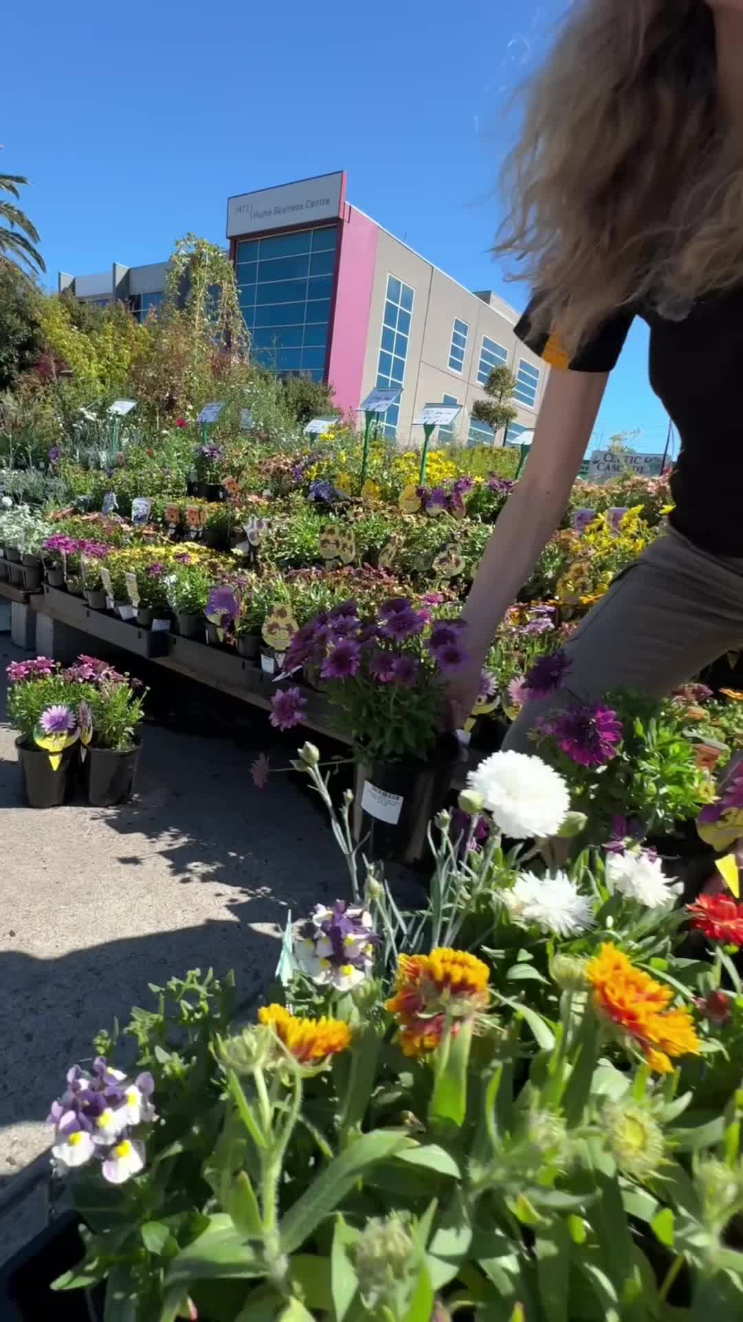 @Hello Hello Plants Nursery