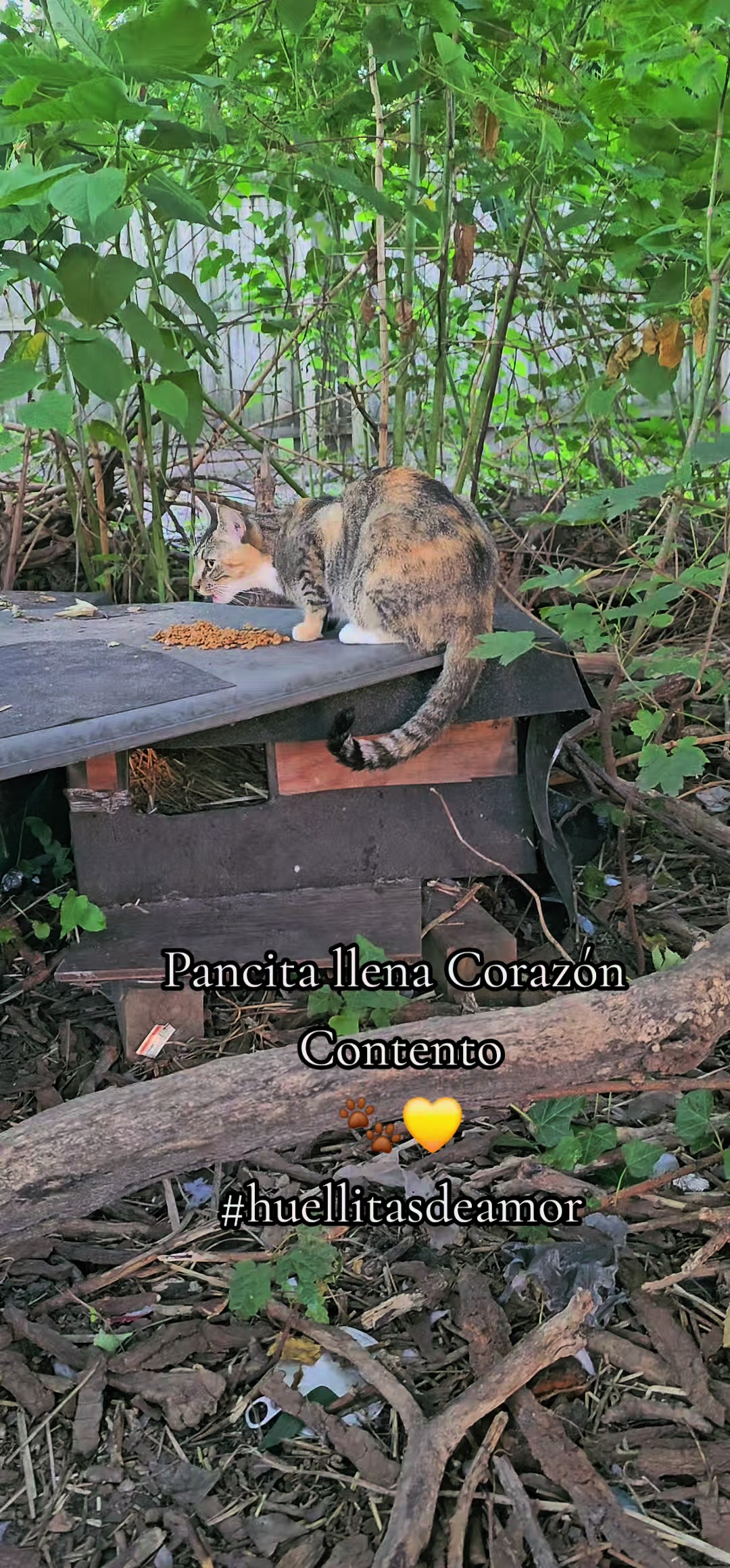 @🇲🇽Guli.Carrada 🐈⬛