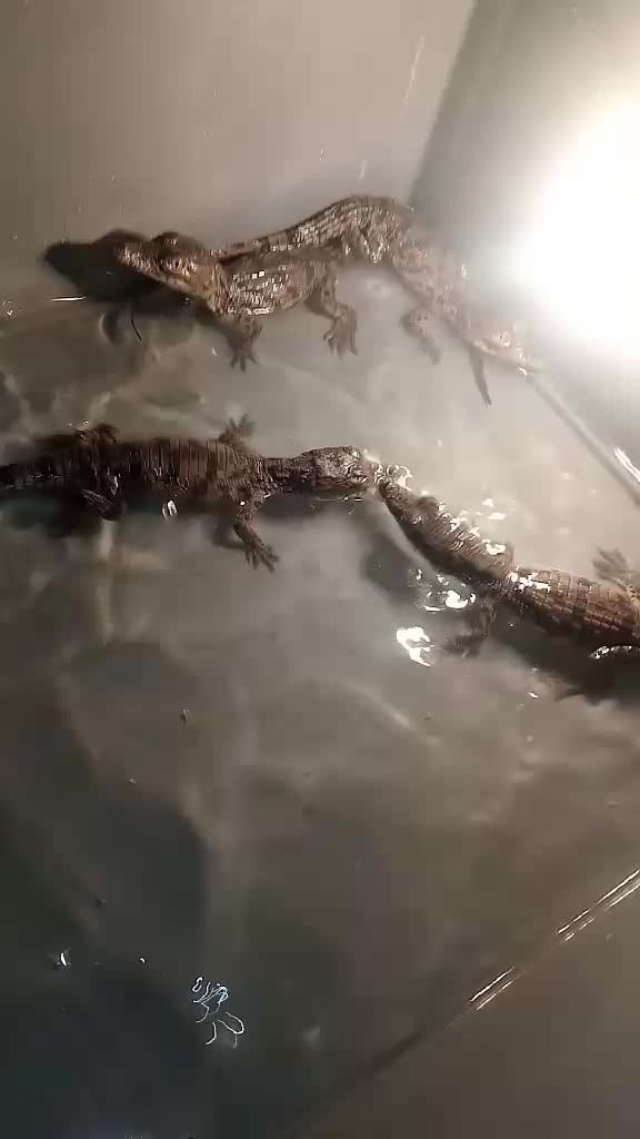 @Lų Ćąş