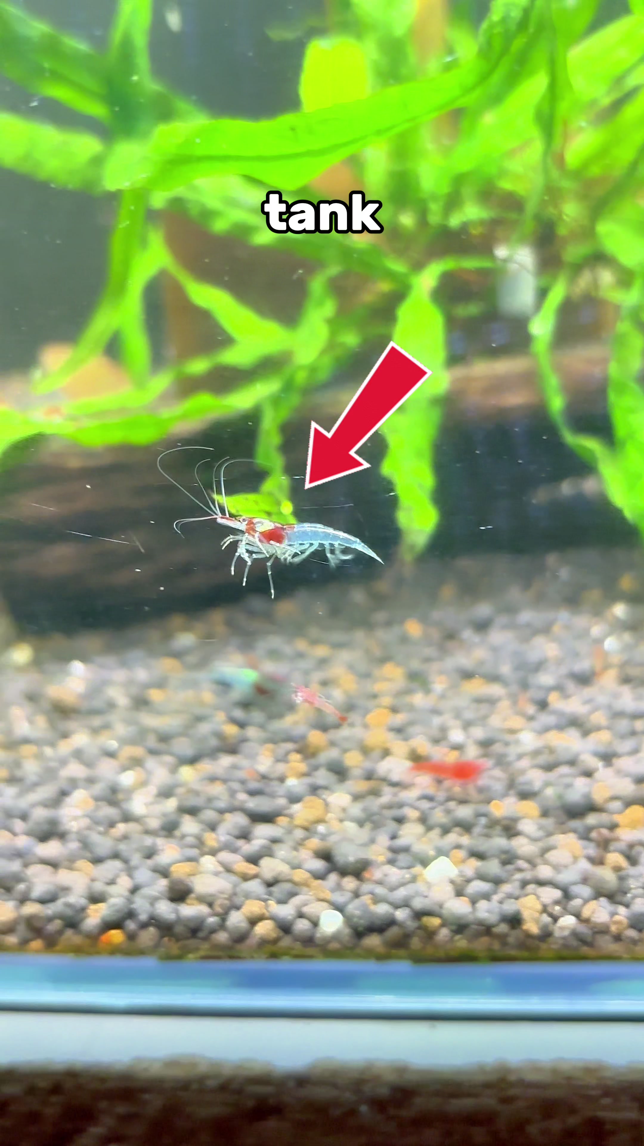@ShrimplyTheBest