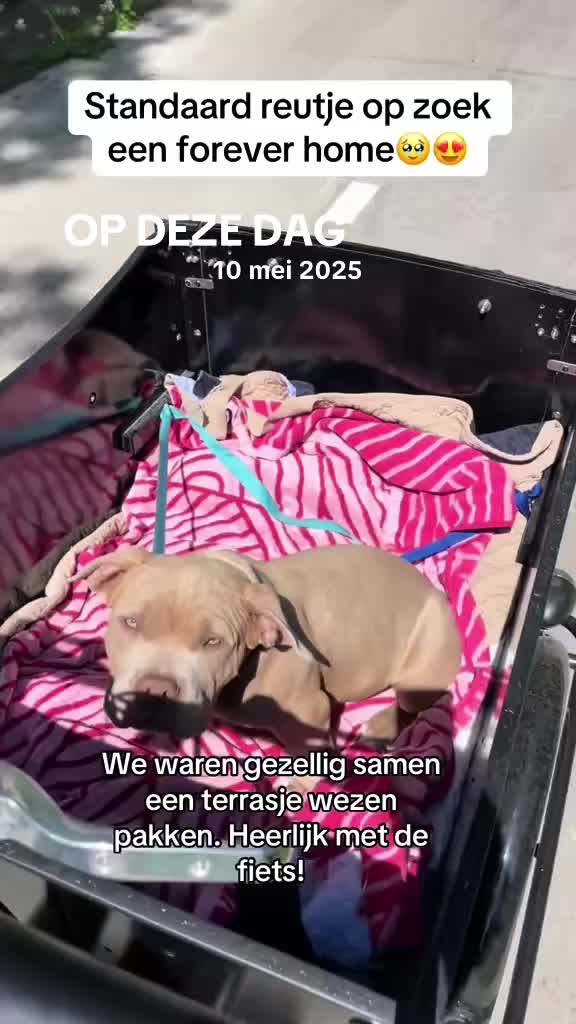 @bigdutchbullykennel
