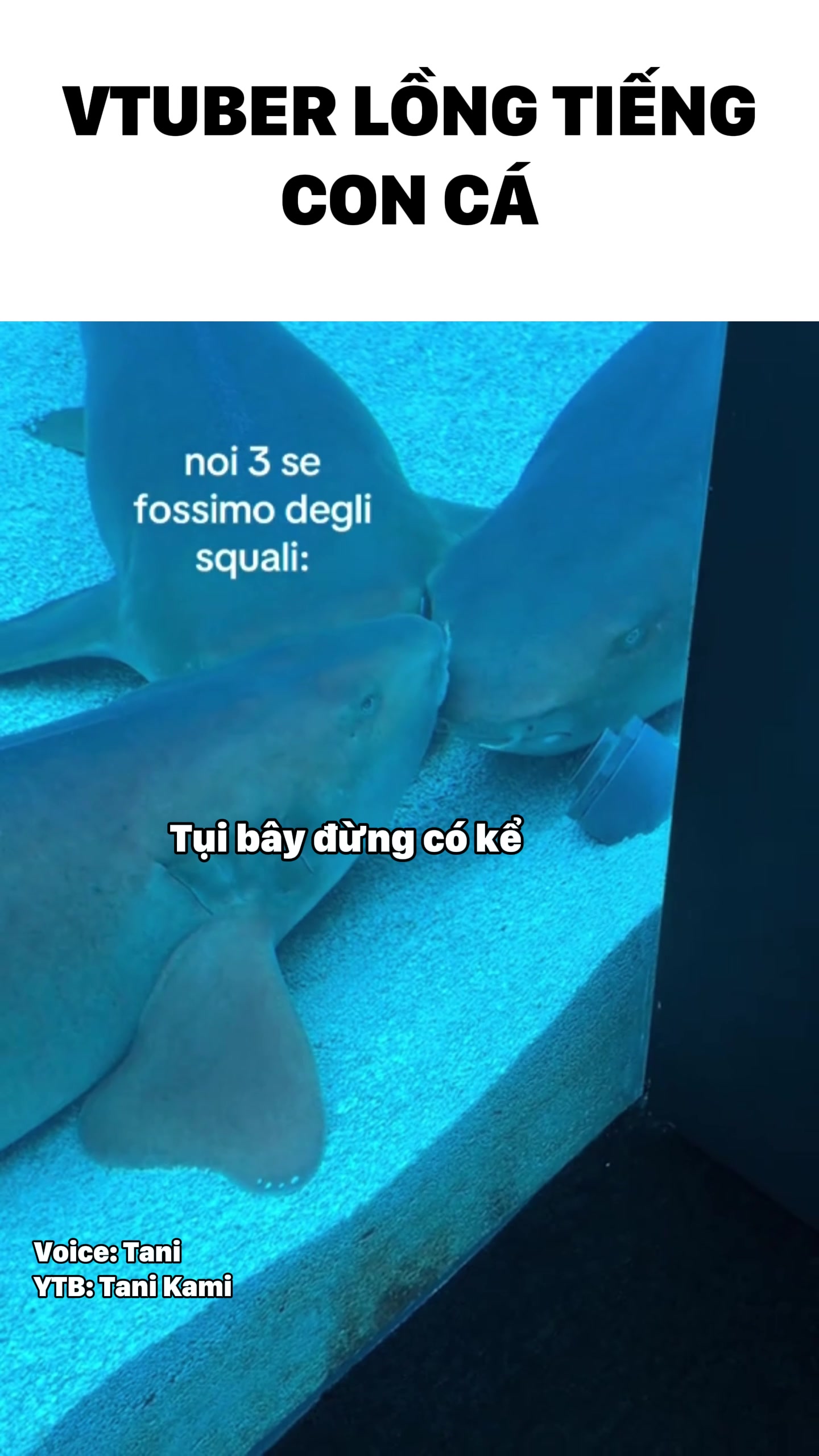 @Tani Kami 🐹