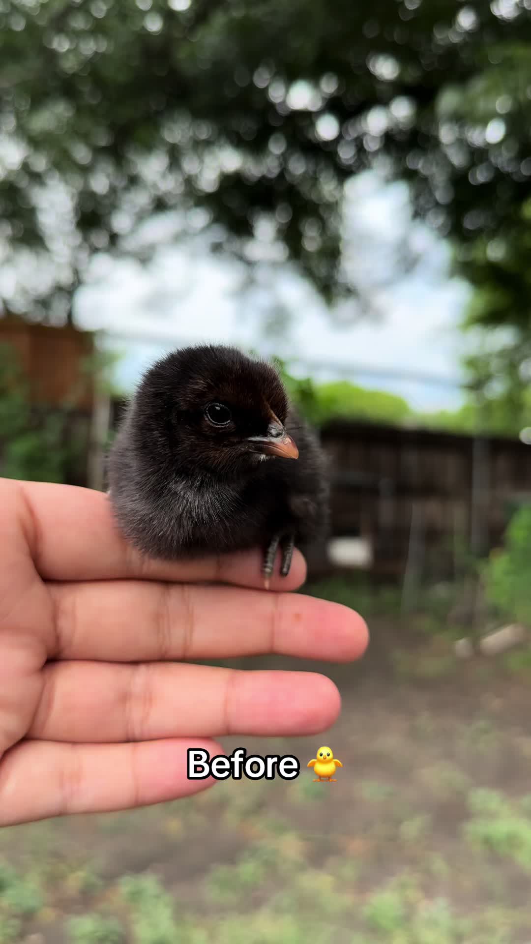 @mylovelychicken