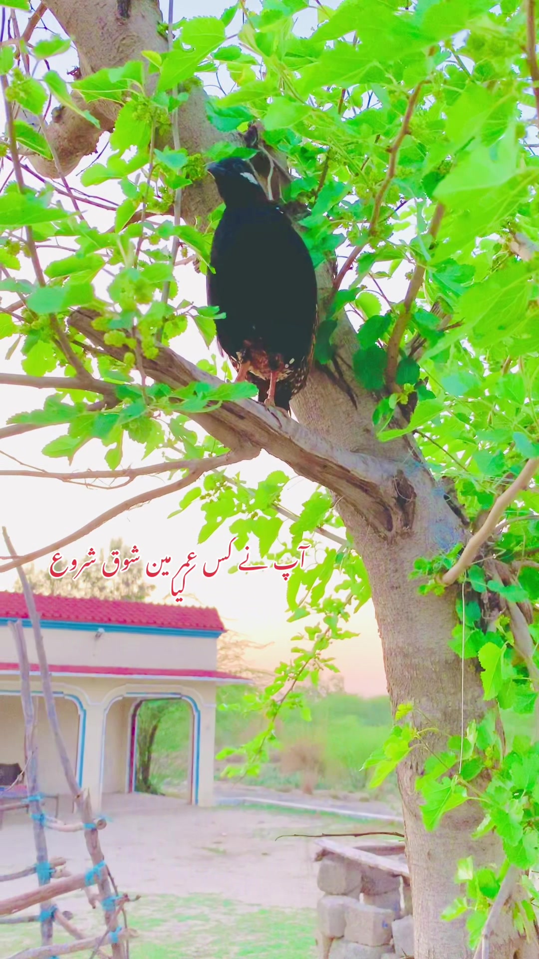 @ʜᴀʀᴏᴏɴ ᴊᴏʏɪᴀ