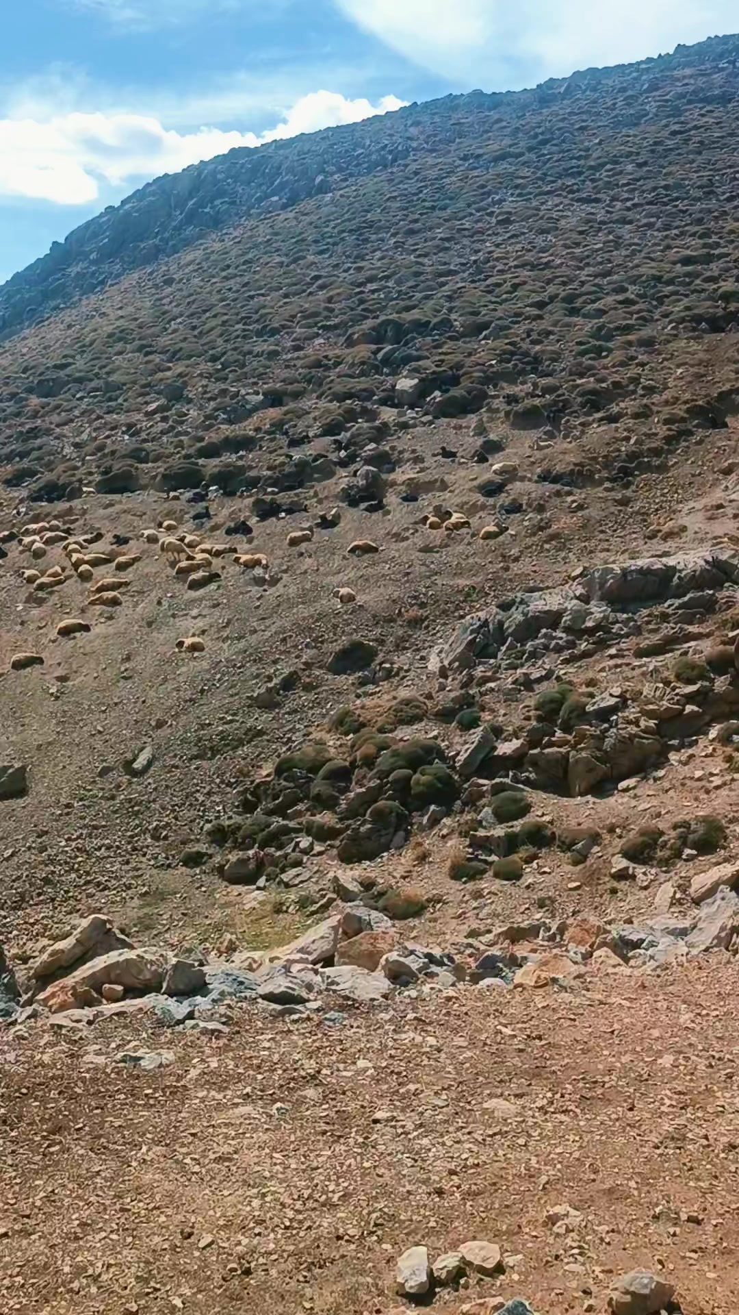 @DAĞCI.46