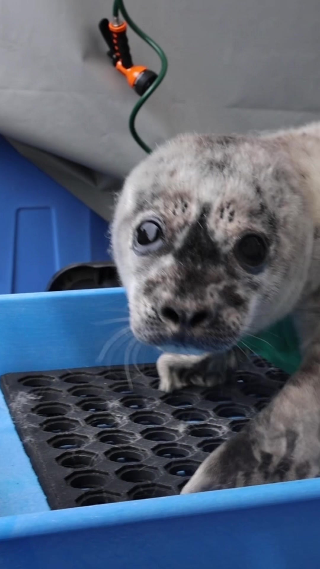 @Marine Mammal Rescue Society