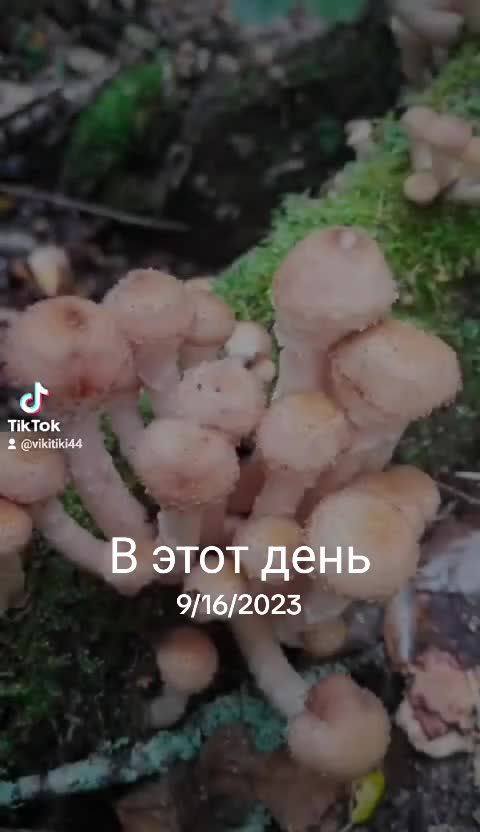 @marusechka