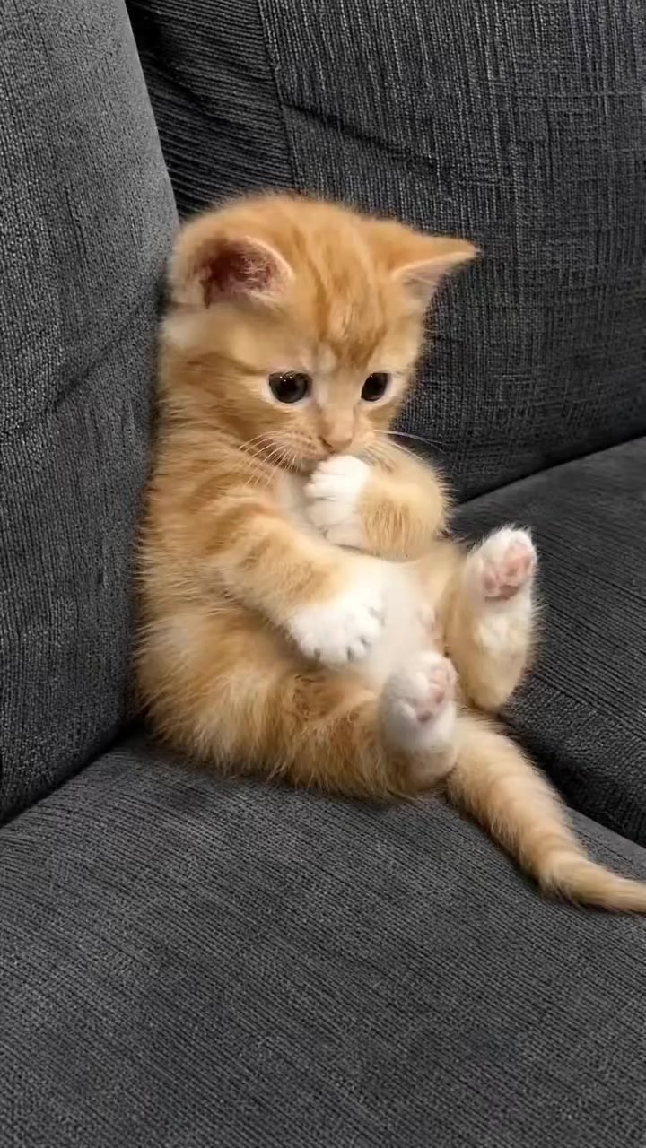 @Gatosetravessuras@10