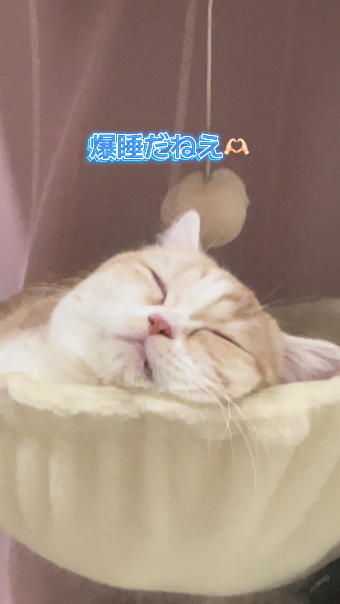 @ใปใฃใ๐๐