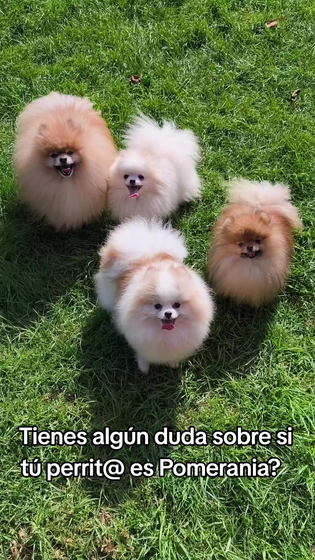 @Pomerania chile