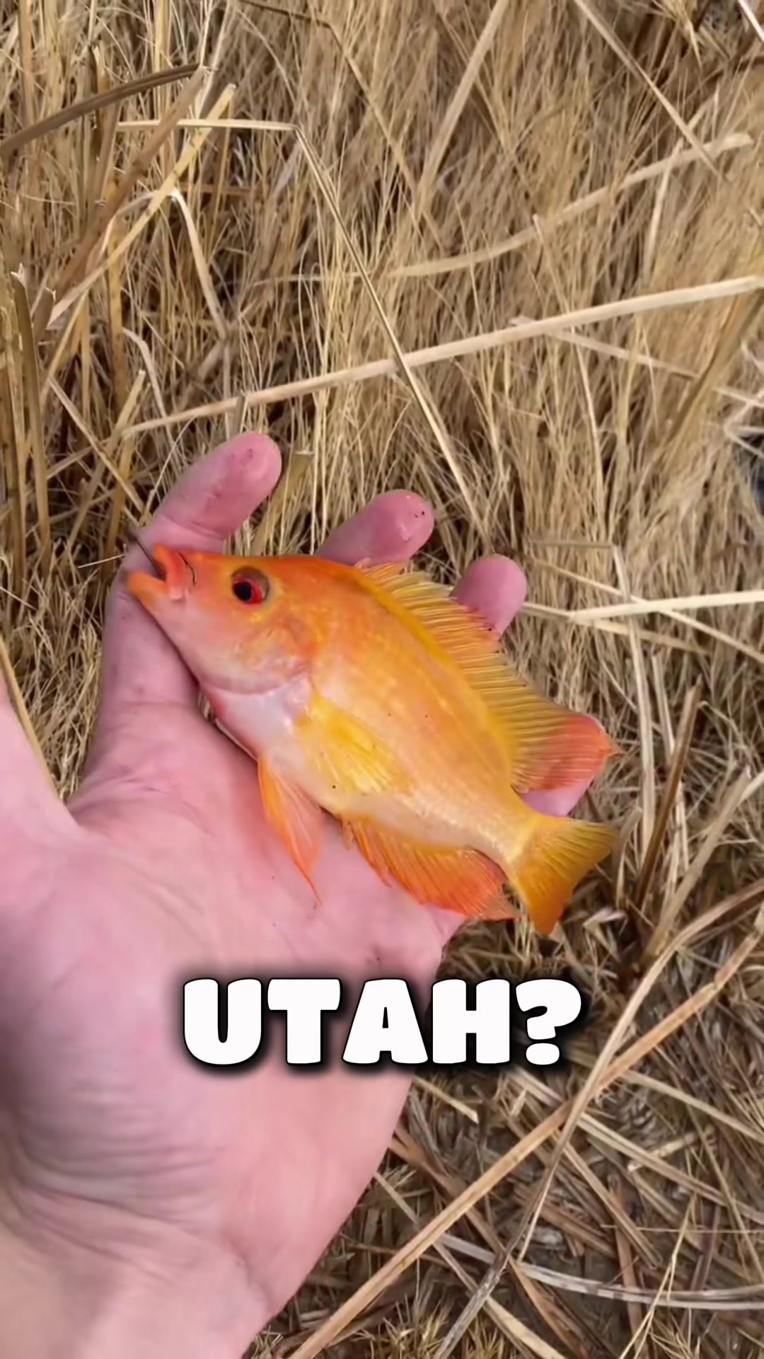 @FullmersFish