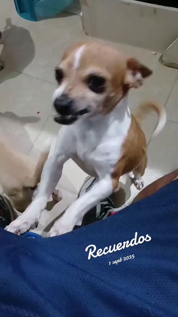 @luiselpollo95