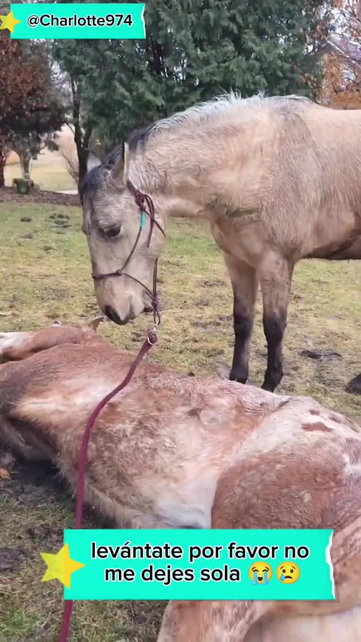 @Charlotte🐕🦺🐈🐕🦬🐐🐎🐄🐒