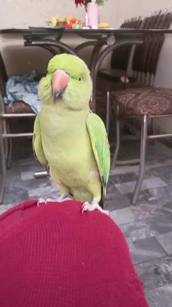 @Syed Adnan Ali Bukhari