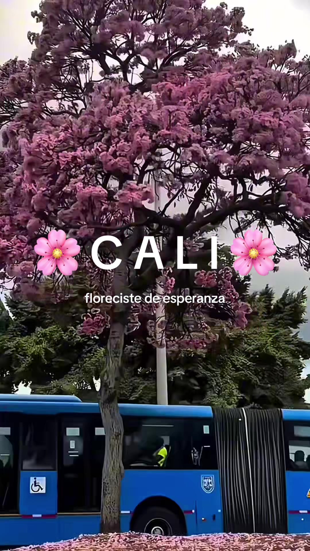 @CanalCaliTV