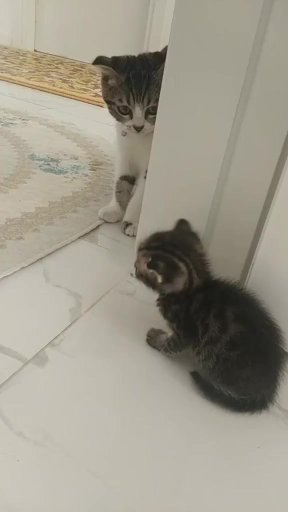 @💞S̴E̴V̴D̴A̴ ̴💞KEDİ💞
