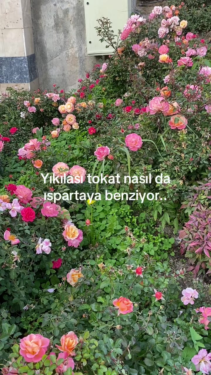 @Hattade hanim