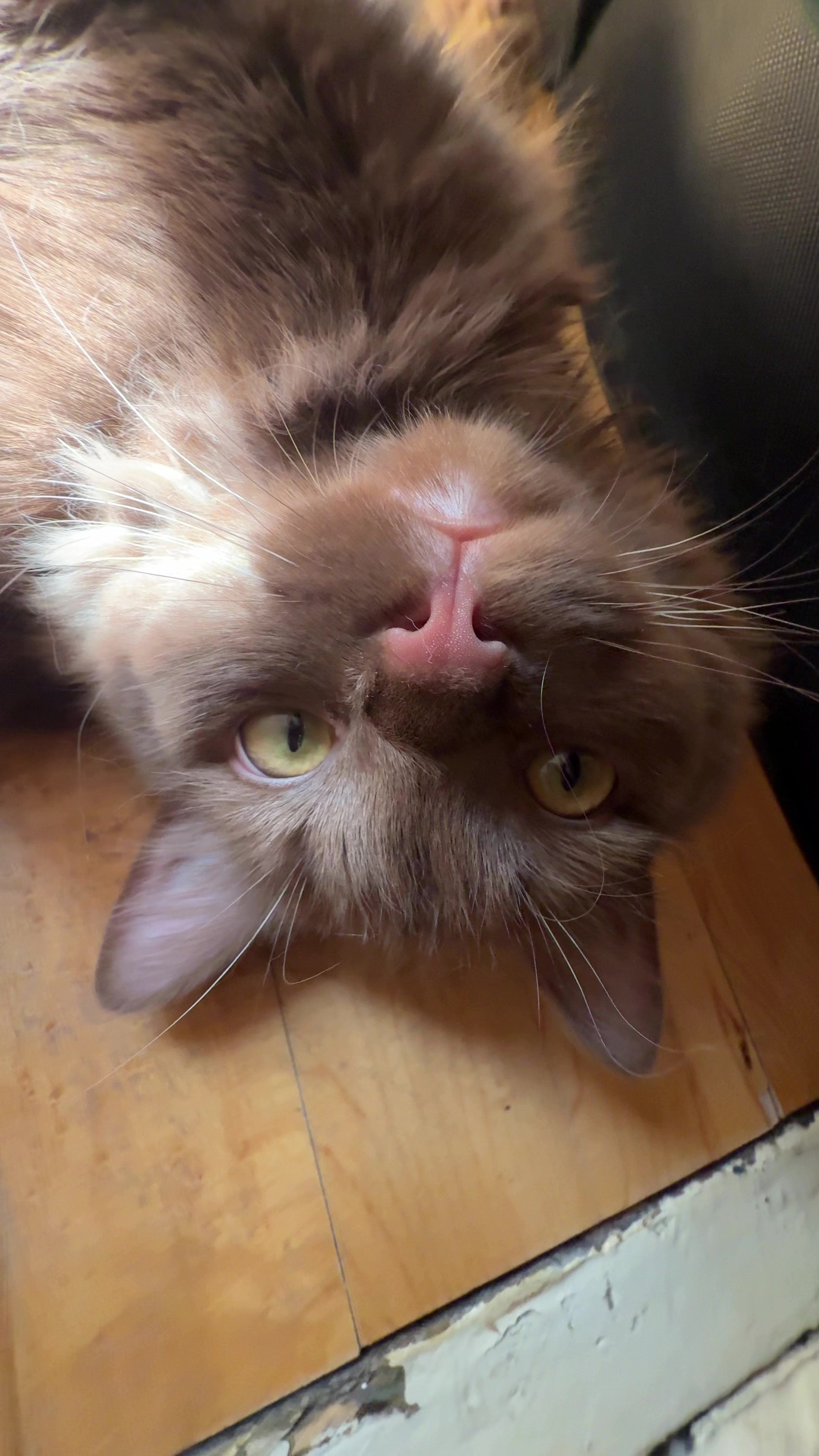 @Churro the Cinnamon Ragdoll 🤎