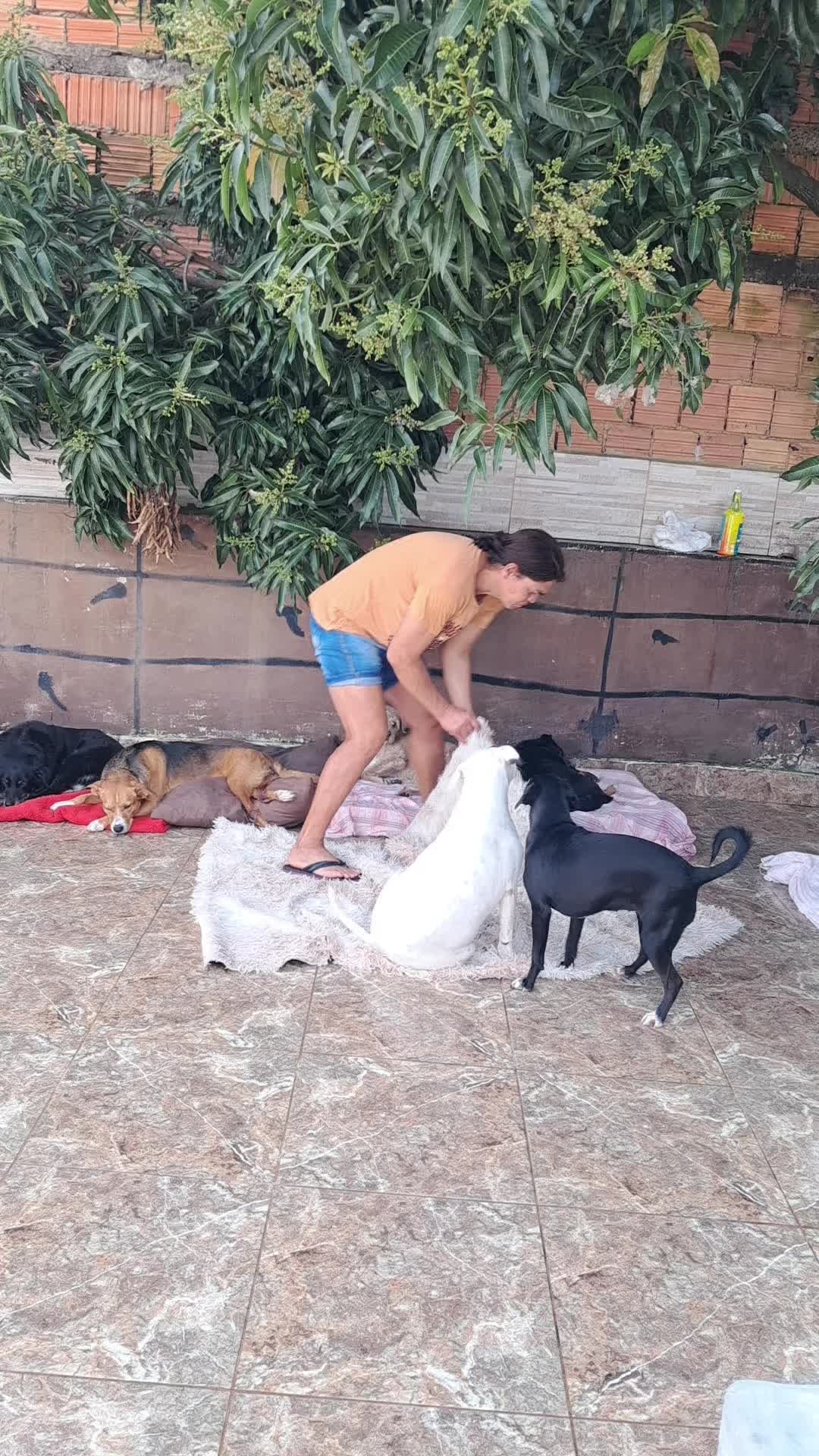 @Ismael e sua AuAuCreche 🐶💖