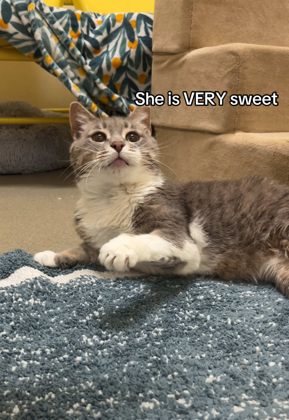 @Lynchburg Humane Society