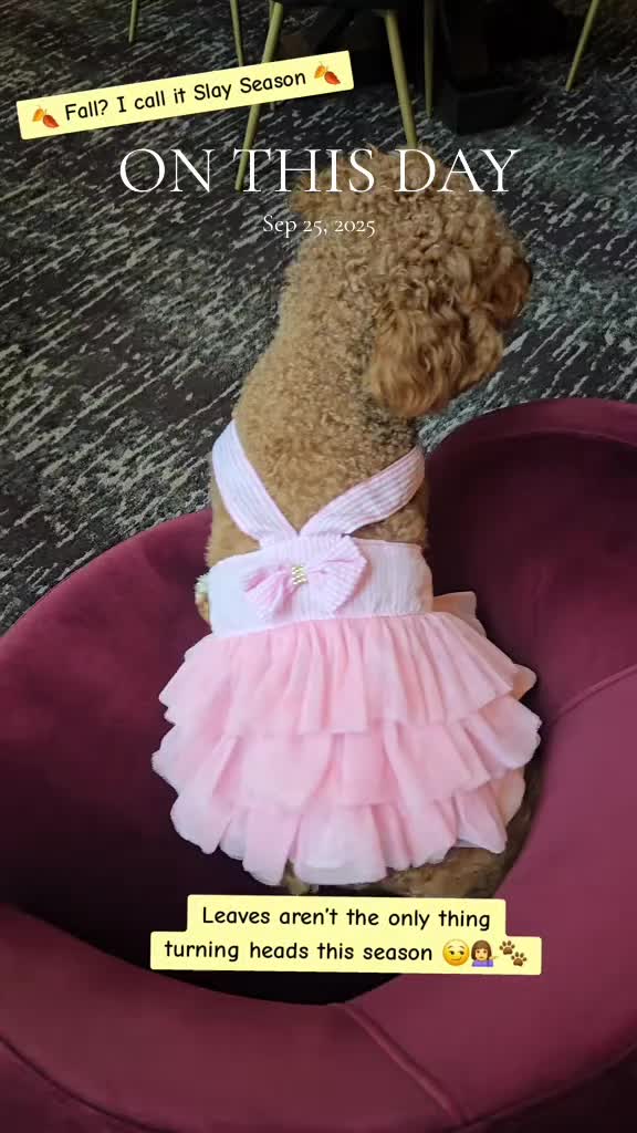 @Waffle | Pet Creator + UGC