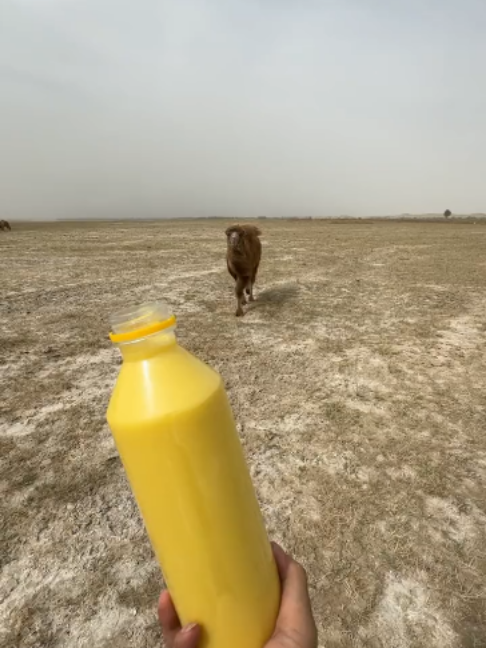 @Gislason Camel
