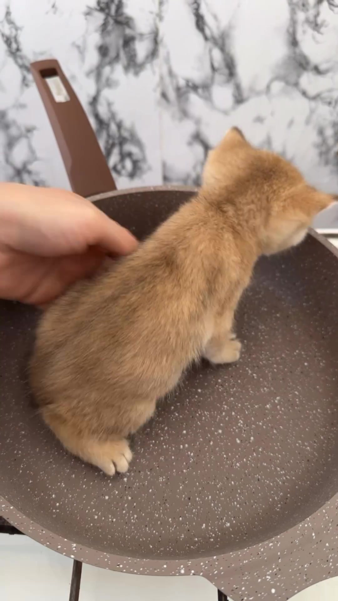 @Mari🐈&zwj;⬛