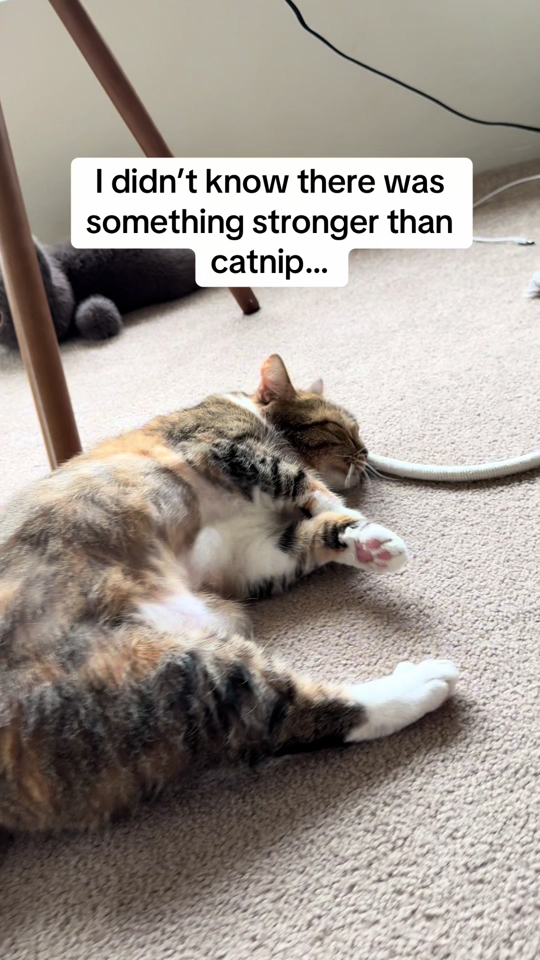 @mitmitcats