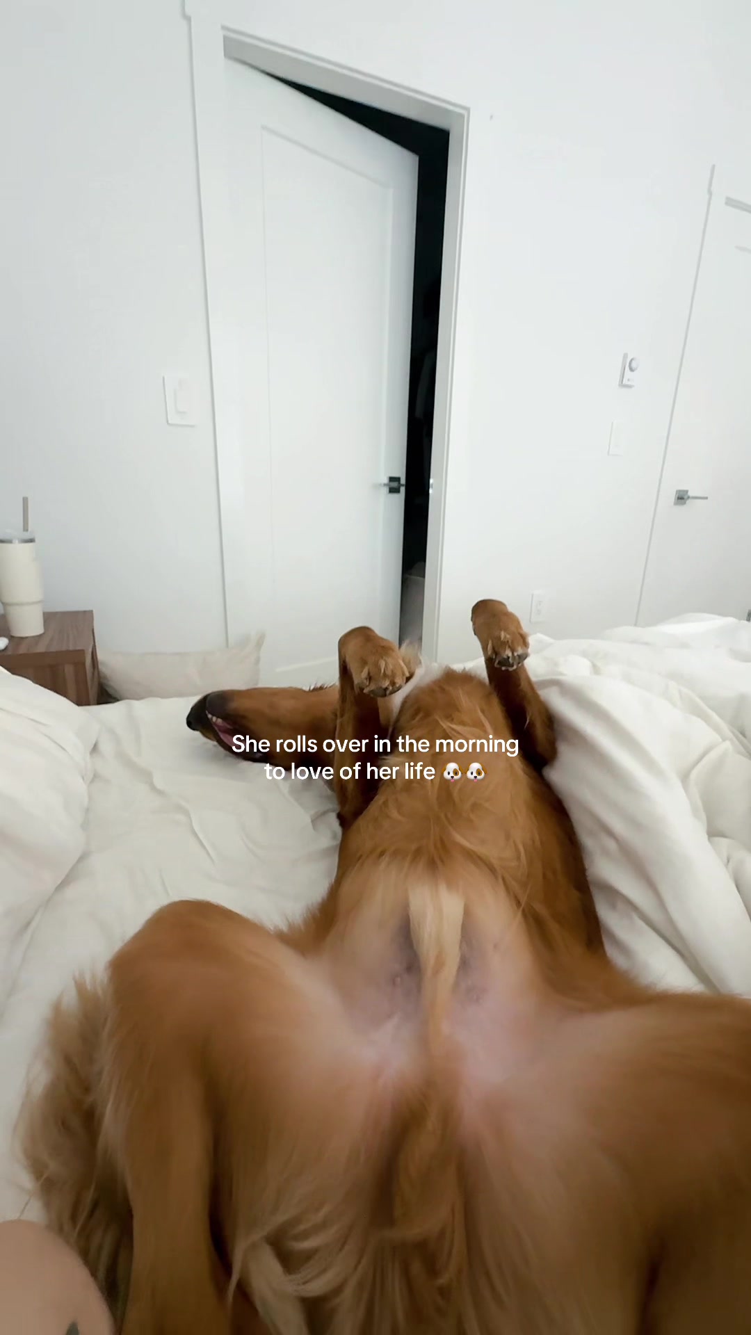 @Spencergoldenboy