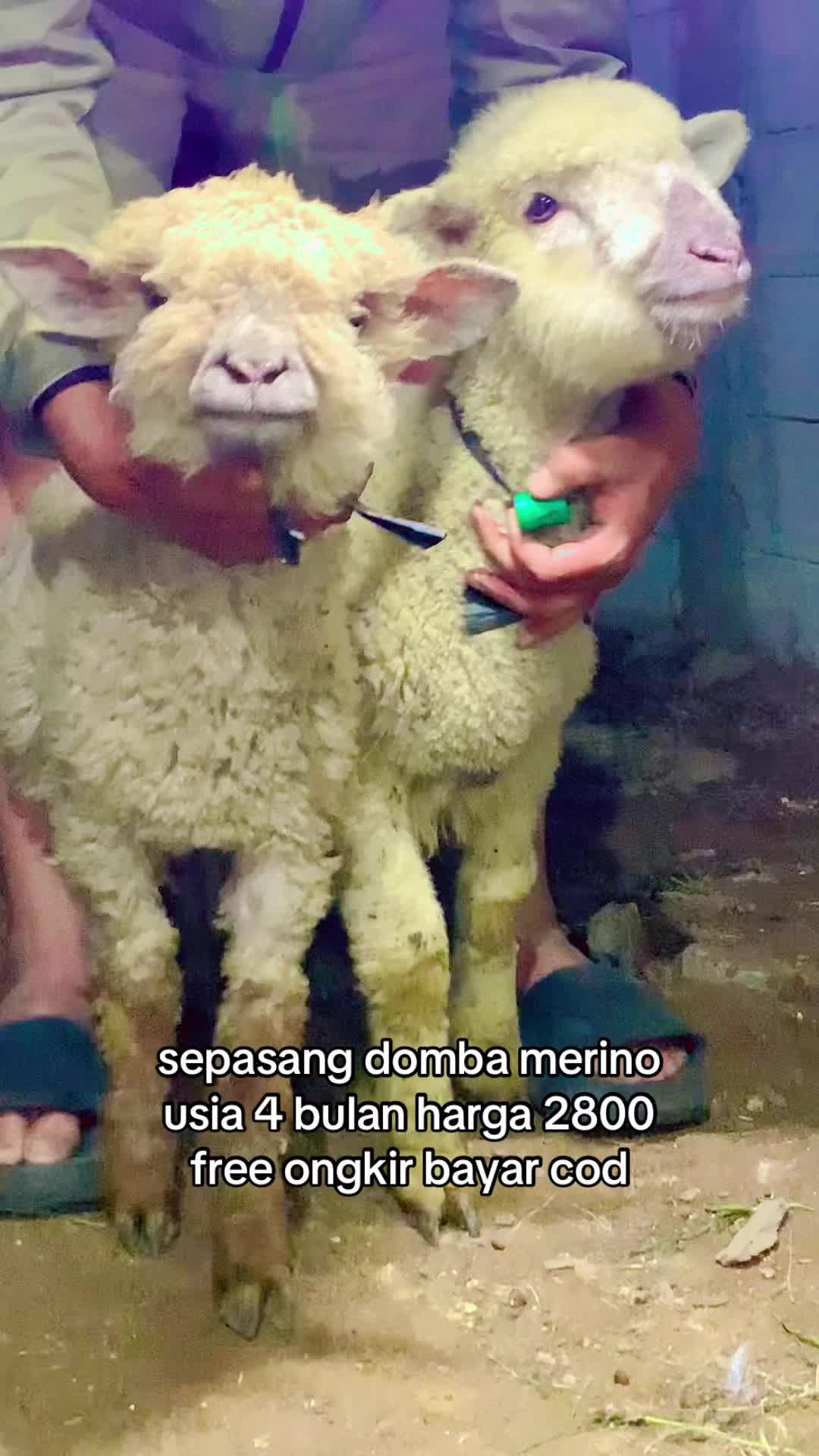 @RAMBOEN FARM TMG