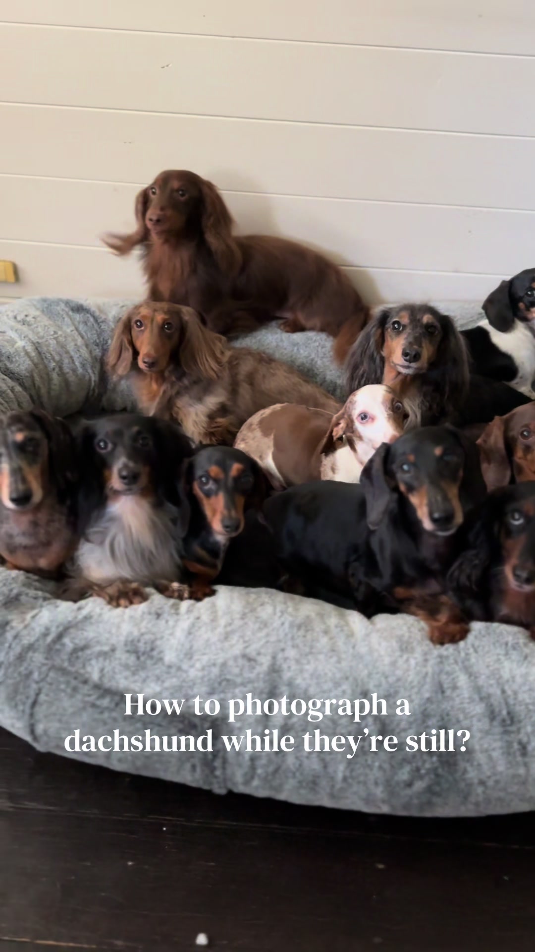 @ONATAH Dachshunds