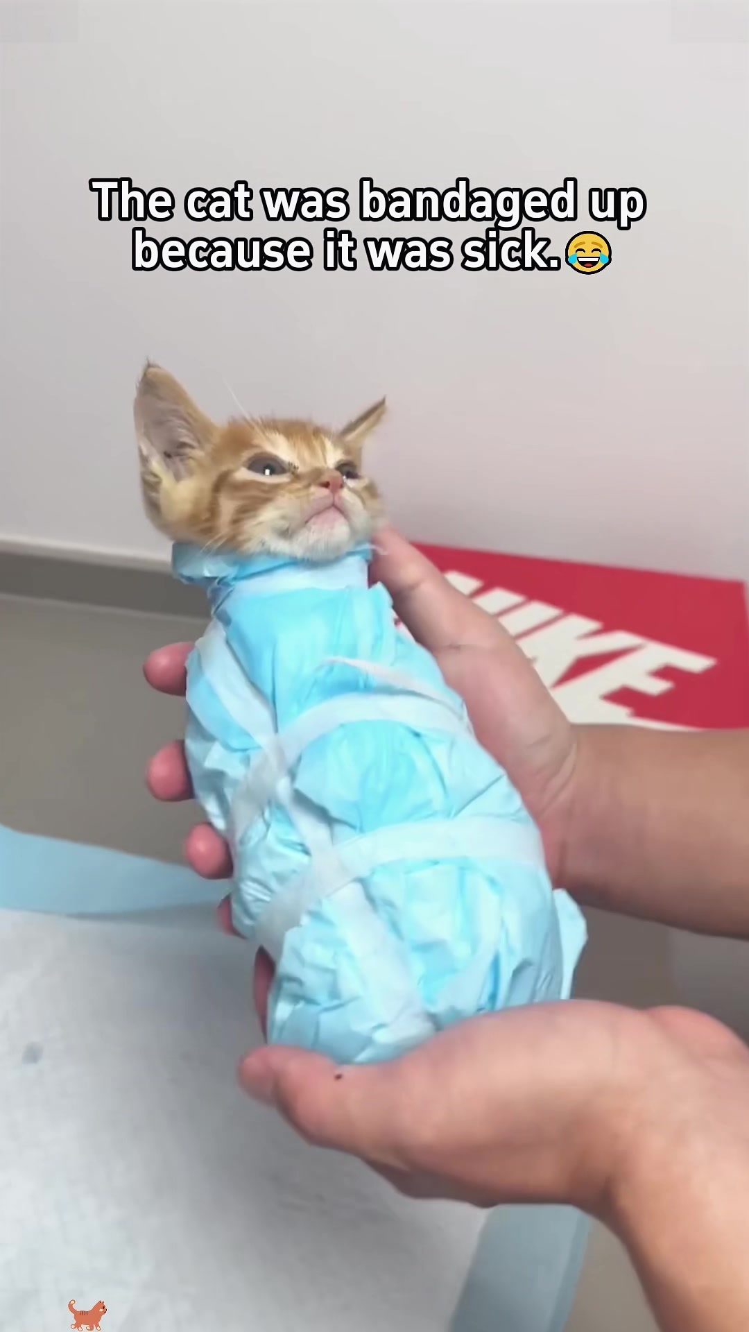 @Funny cat 520