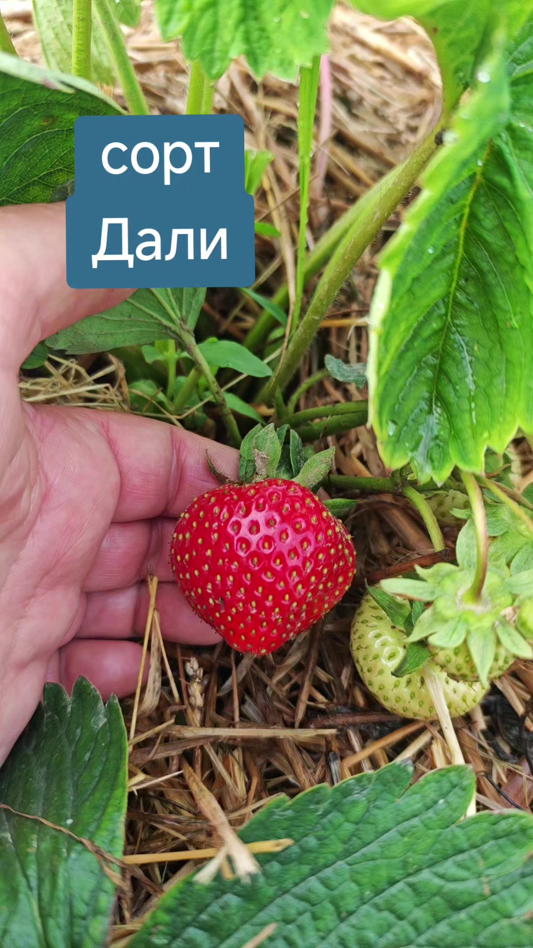 @Картофель Могилёв