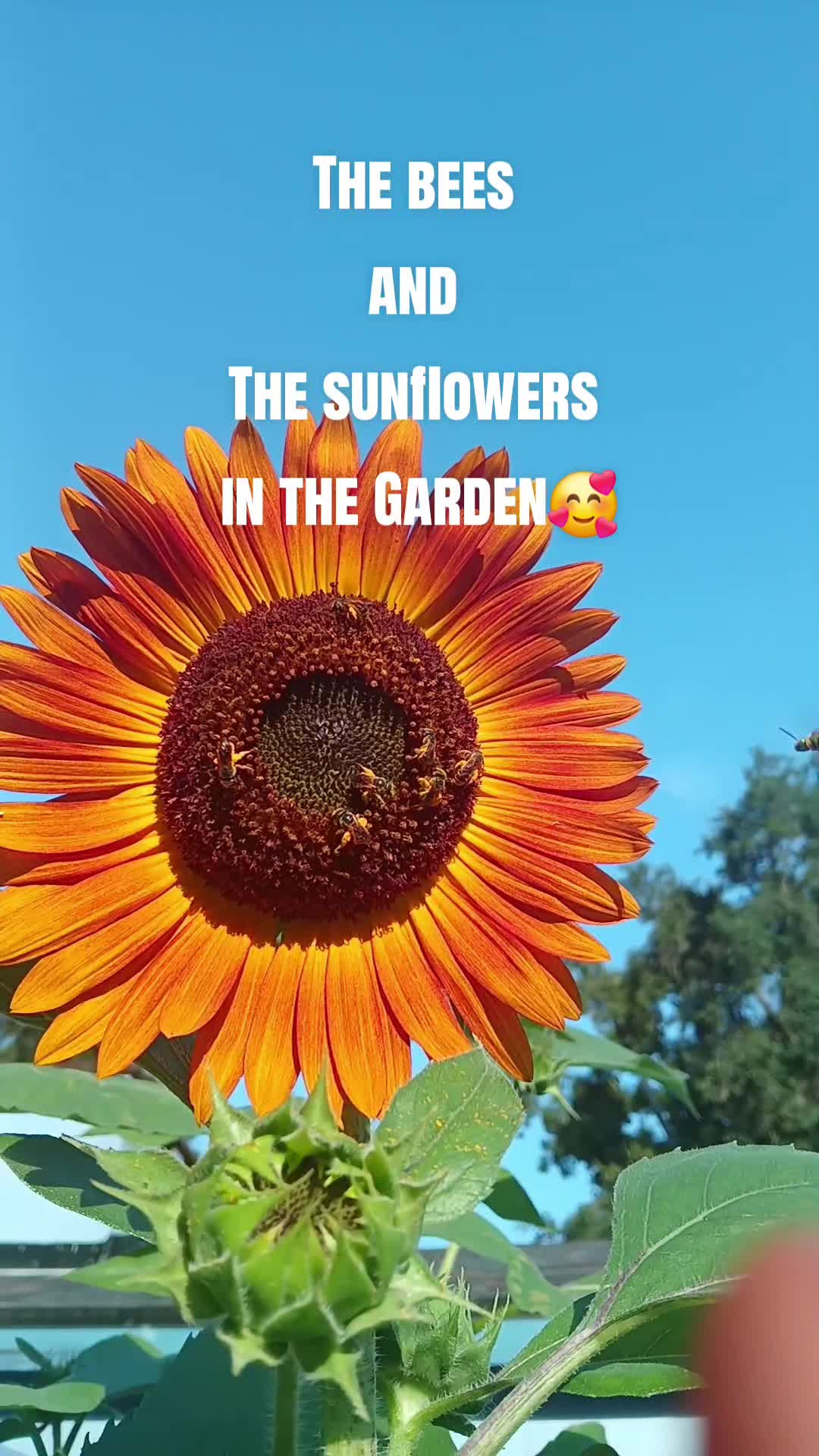 @Ronnie's garden🍅🫑🥬🥒🌻🌺