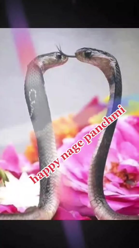 @NAGENDRA YADAV 432