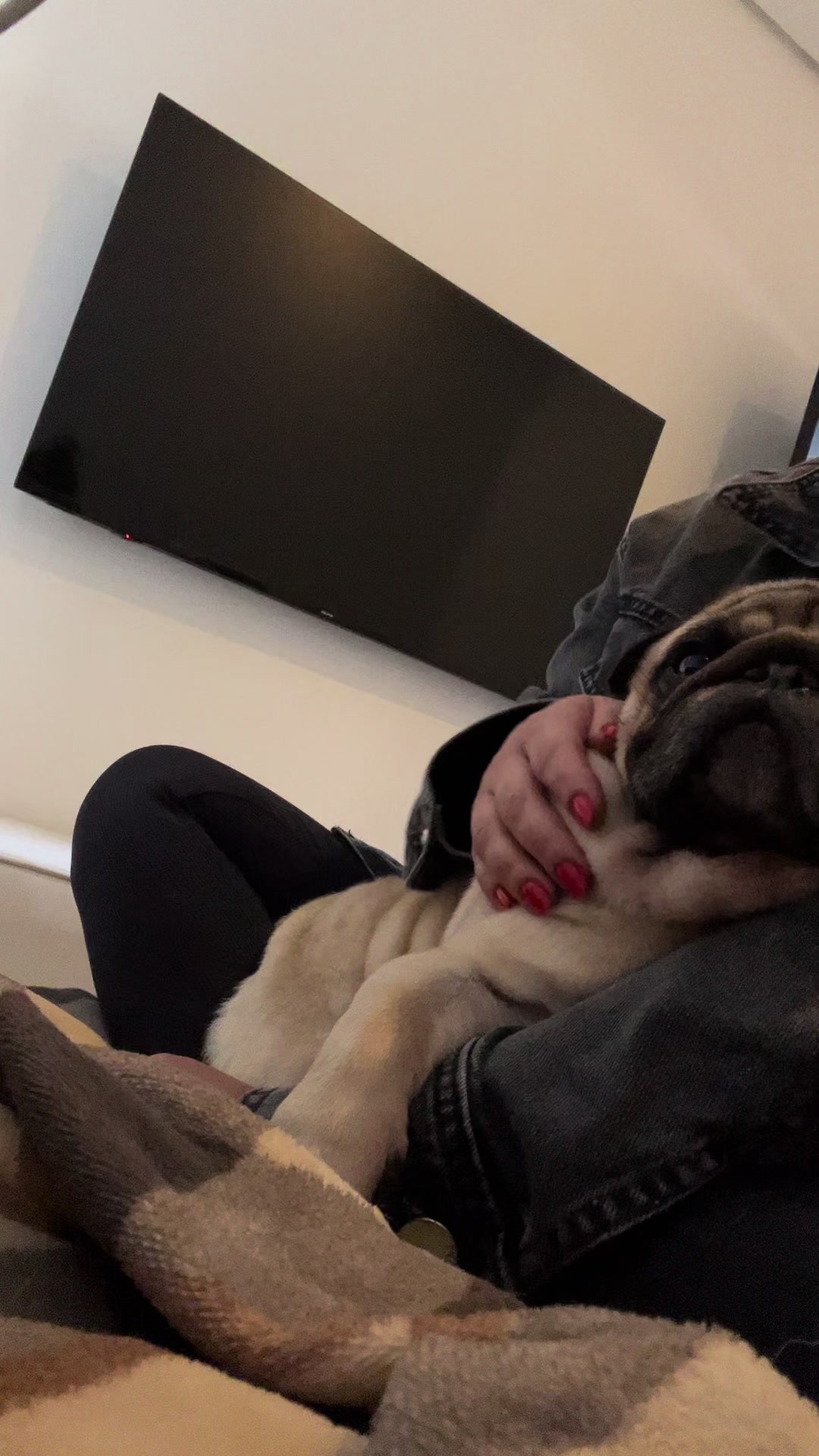 @pugSofyHarry