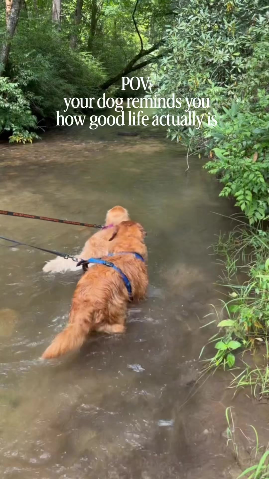 @DogMomisms