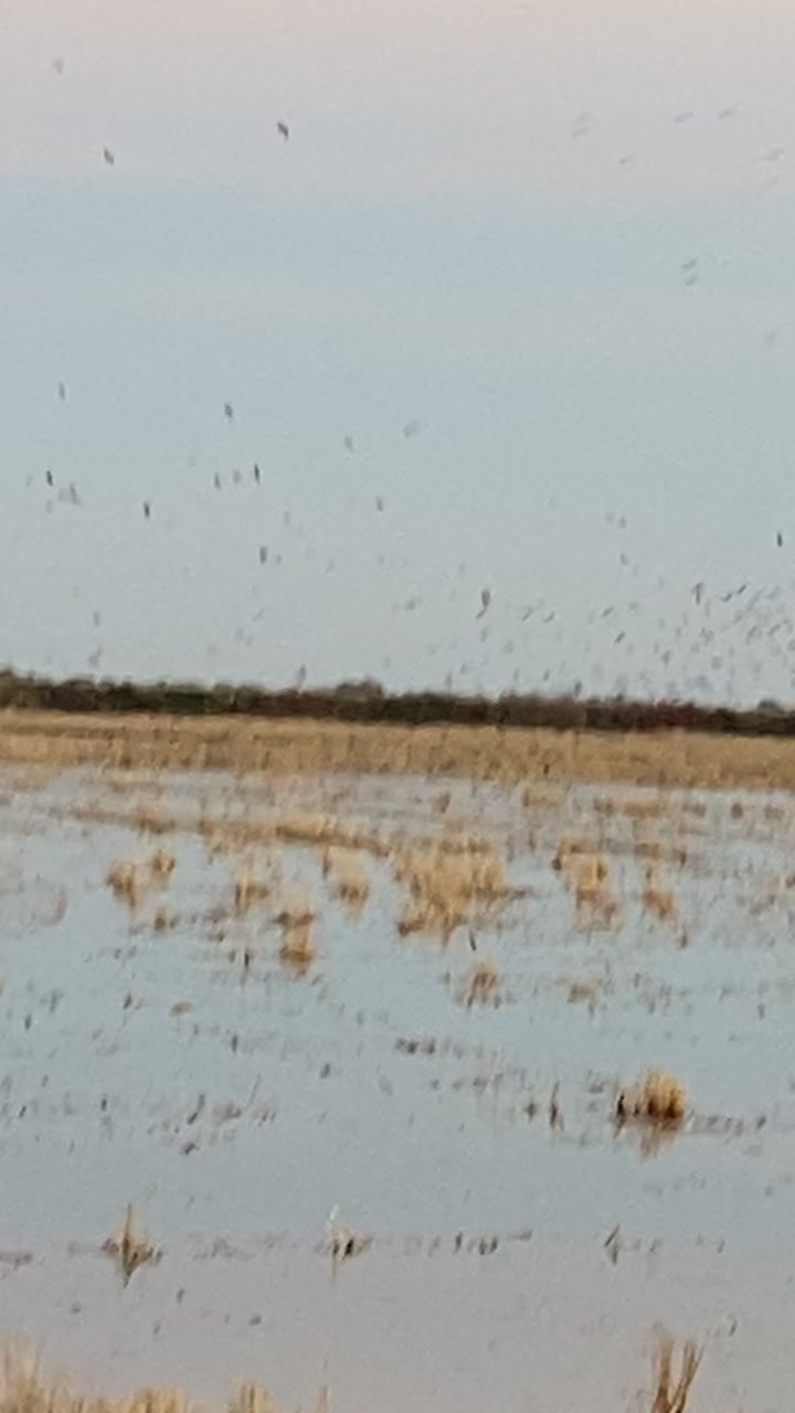 @Northern Duck Calls