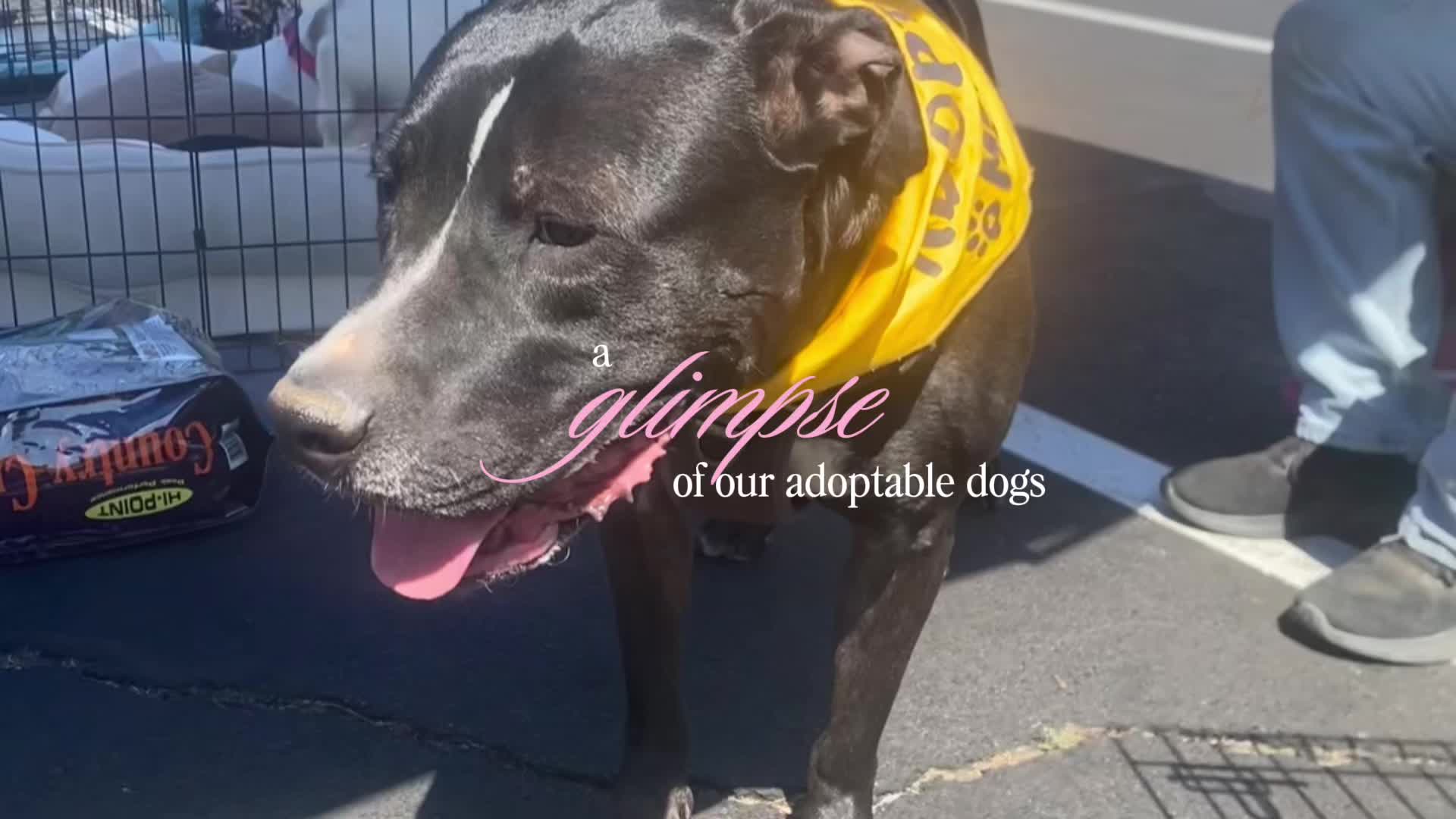 @405&ensp;Animal&ensp;Rescue