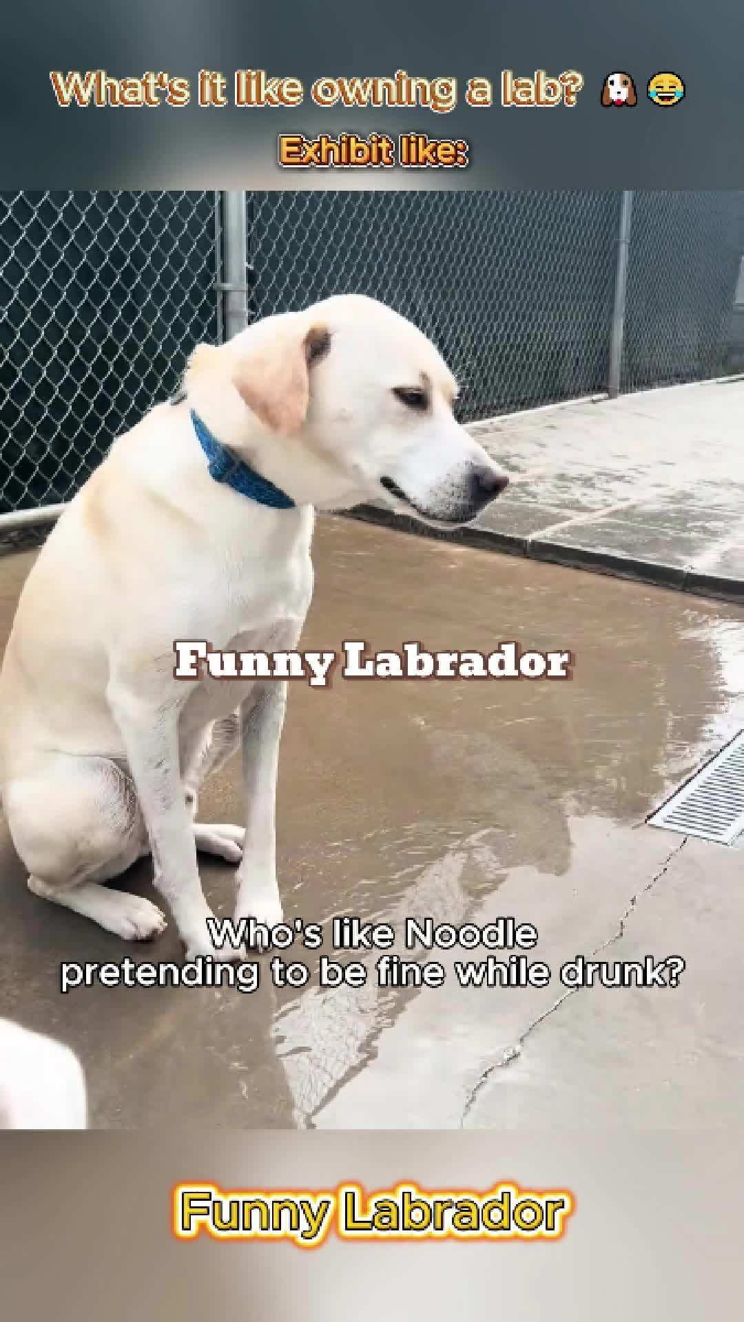 @pet.funny799