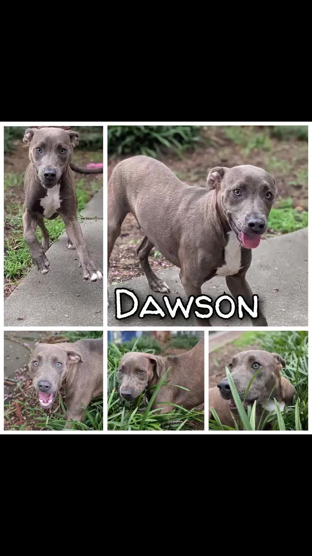 @Shelter Dog Walk Tok