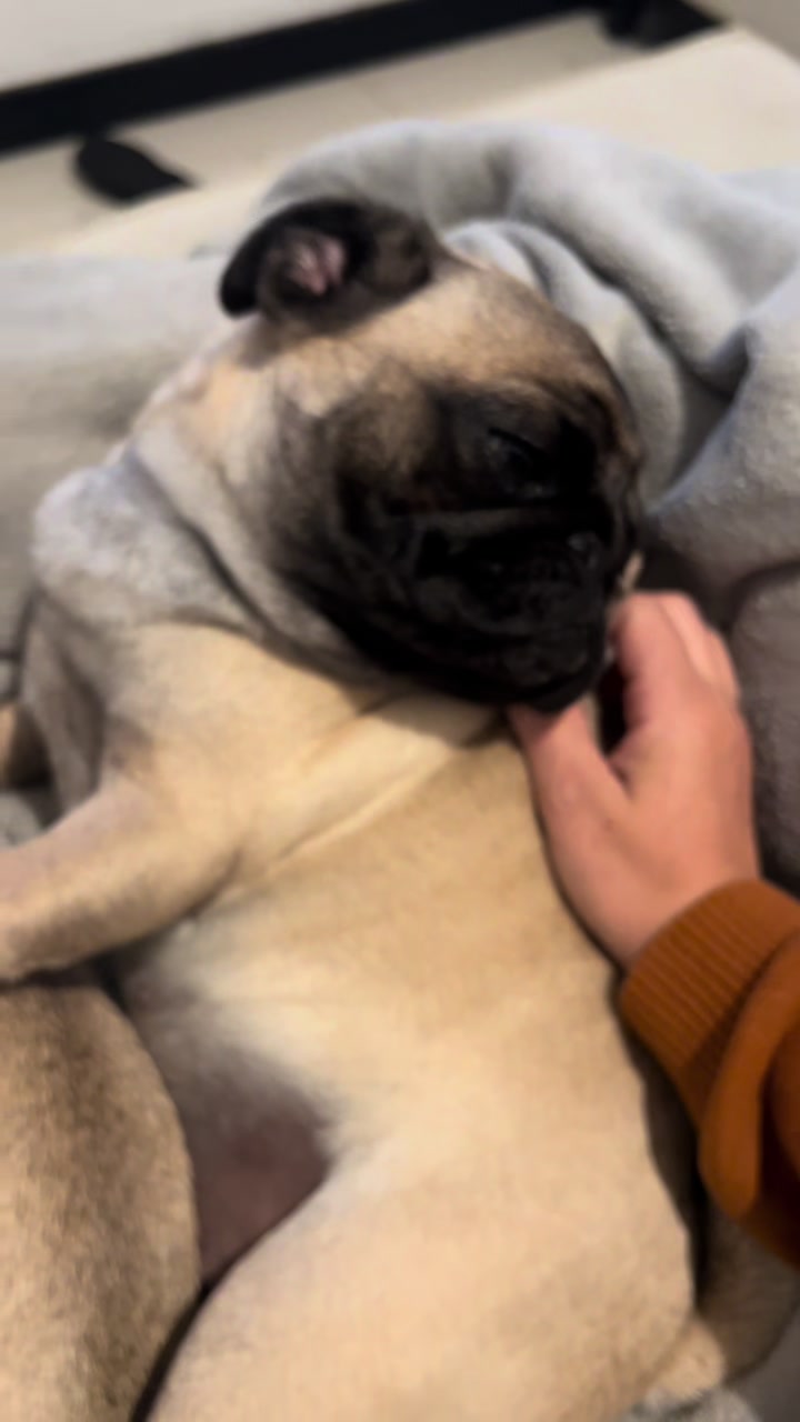 @pugSofyHarry