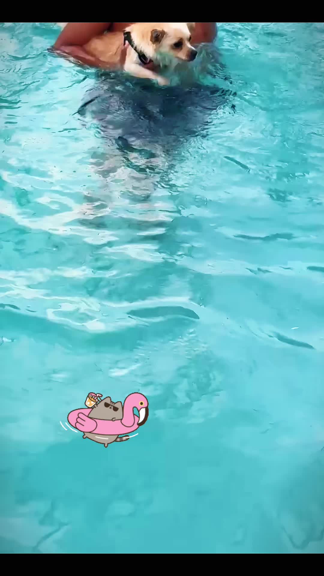 @🐕🐾MayaTheChihuahua🐾🐕