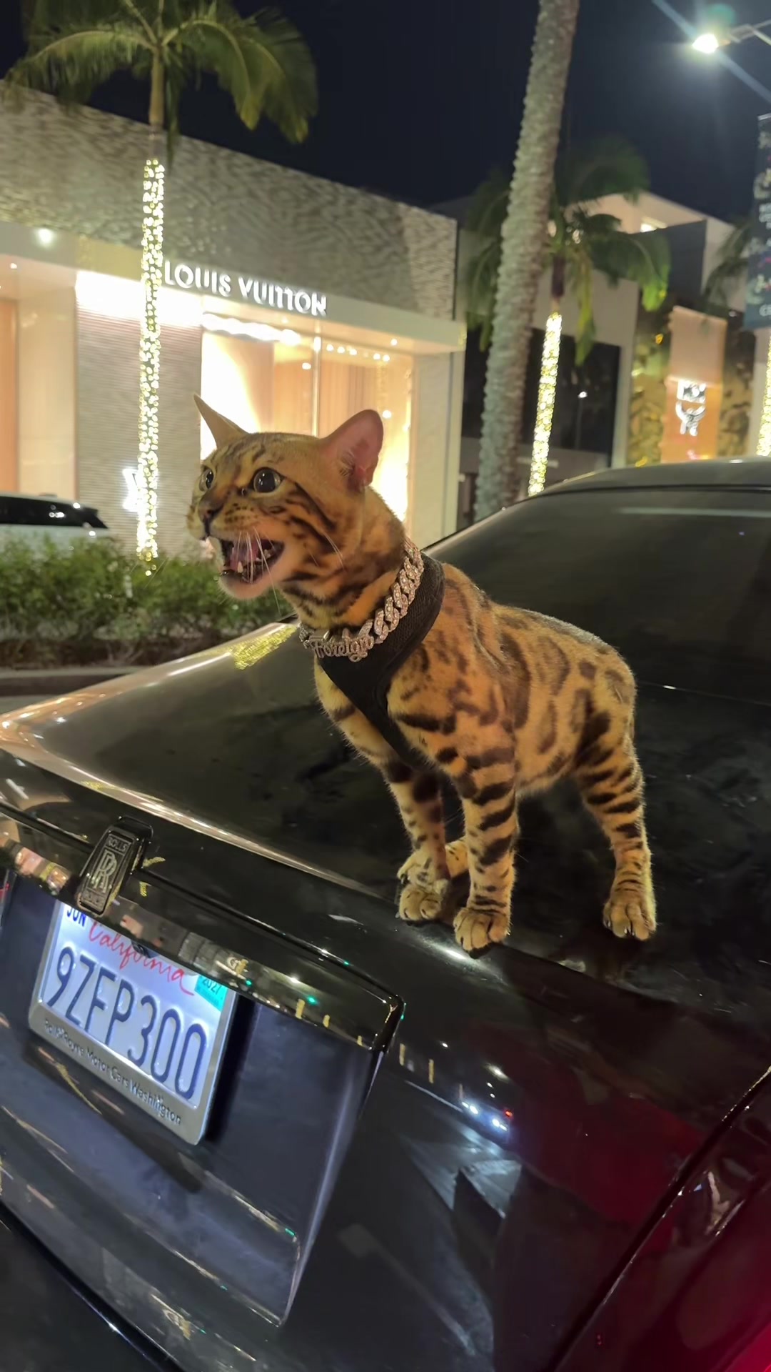 @Bengal Cats