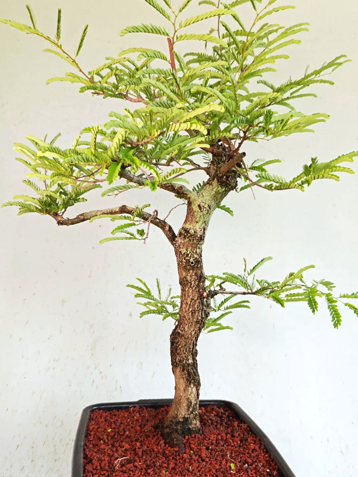@Bryan Loves Bonsai