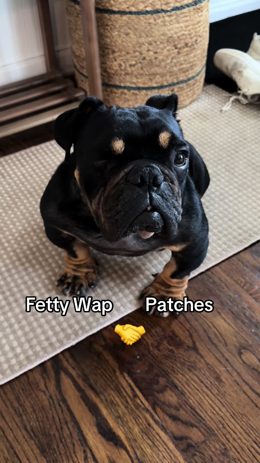@Poptart The Bulldog