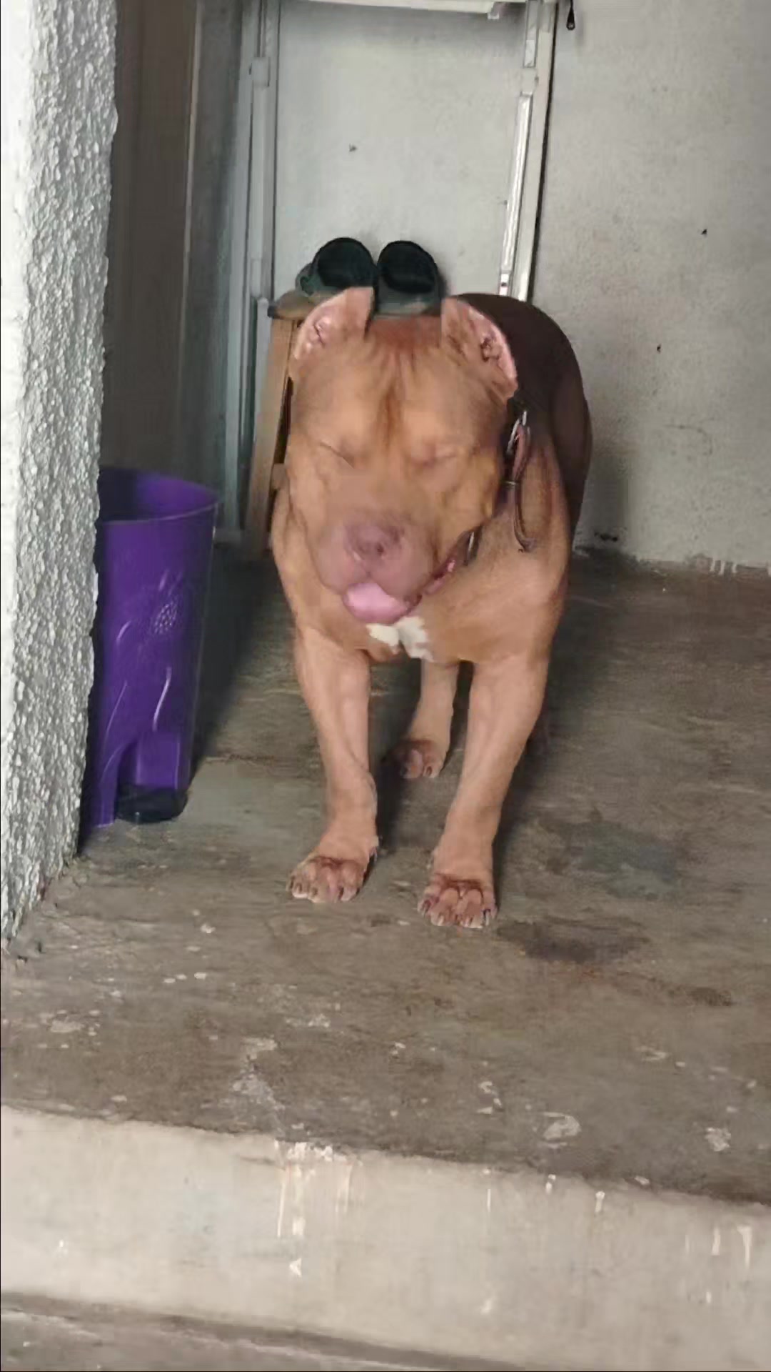 @bully xl dz 🇩🇿🦍
